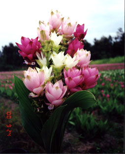 Curcuma